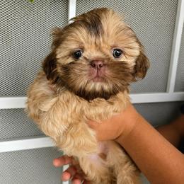Rocco - Chocolate and tan male Shih Tzu puppy in Corona, California from Ju Shih Tzu