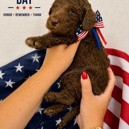 Walnut - Chocolate male Goldendoodle puppy in Miami, Florida from Jade’s Paws & Co. Of Miami LLC