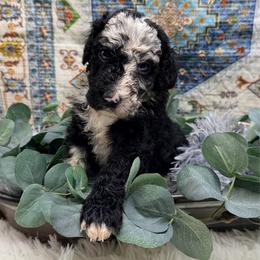 Raven - Blue merle female Aussiedoodle puppy in Taylor, Missouri from Pawsitively Doodles