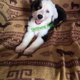 Snoop - Black tri male Miniature American Shepherd puppy in Marshfield, Missouri from Tntowne Miniature American Shepherds