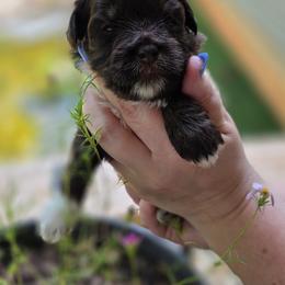 Aurora - Phantom female Bernedoodle puppy in Decatur, Tennessee from Diamond's Doodles
