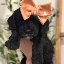 Cheer Bear - Pink Collar - Black female Goldendoodle puppy in Blanchard, Oklahoma from Dream Doodles by Dondi
