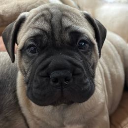 Bullmastiff Puppies from Ironward Bullmastiffs