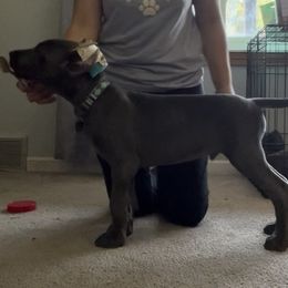 Great Dane Puppies from Lazuli Great Danes