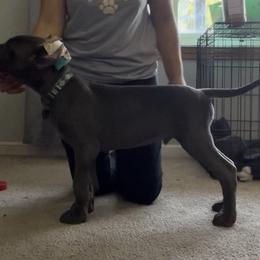 Great Dane Puppies from Lazuli Great Danes