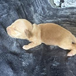 Dachshund Puppies from Carranza Puppy Farm