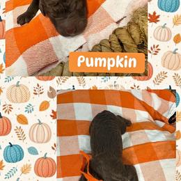 First Pick AKC Standard Poodle 1,605 - Brown male Poodle puppy in Conway, Arkansas from Arkansas River Poodles