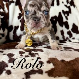 Rolo - Tricolors male French Bulldog puppy in Sodus, New York from Upstate NY French & English Bulldogs