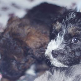 Taurus - Black tri-color Aussiedoodle puppy in Stockton, California from Family Doodles