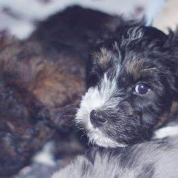 Taurus - Black tri-color Aussiedoodle puppy in Stockton, California from Family Doodles