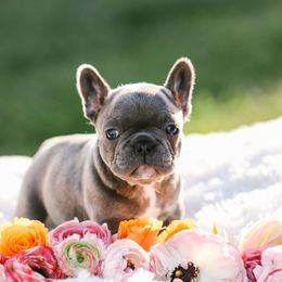 Girl 7 - French Bulldog puppy in Berea, Kentucky from Bully Life Farms