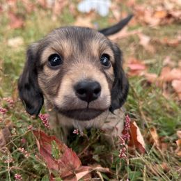 CKC Dunkel - Cream male Dachshund puppy in Hartsville, Tennessee from B+B Co Miniature Dachshunds