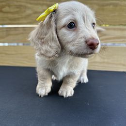 Dachshund Puppies from Lucy’s Mini Doxies