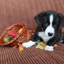 Cardigan Welsh Corgi Puppies from Rowe Family