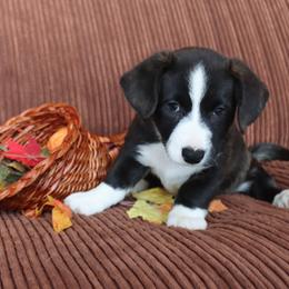 Cardigan Welsh Corgi Puppies from Rowe Family