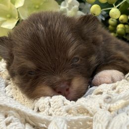 Tator tot - Chocolate and tan male Pomeranian puppy in Palatka, Florida from Sugarland Pomeranians