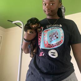 Rottweiler Puppies from Rottweiler Land