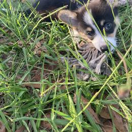 American Corgi and Pembroke Welsh Corgi Puppies from Swell Corgis