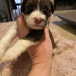Portuguese Water Dog Puppies from Pawsitively Portuguese