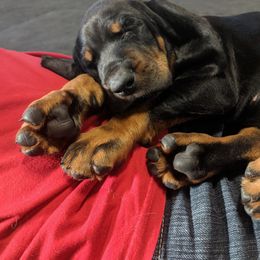 Black and Tan Coonhound and Bracco Italiano Puppies from Old Soul Black & Tan Coonhounds