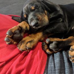 Black and Tan Coonhound and Bracco Italiano Puppies from Old Soul Black & Tan Coonhounds