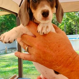 Girl 3 - Piebald Dachshund puppy in Homosassa, Florida from Foxies Doxies