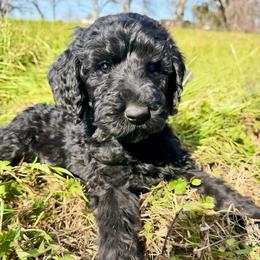 Lucy - Black female Pyredoodle puppy in Willacoochee, Georgia from Kitandkboodle's Doodles