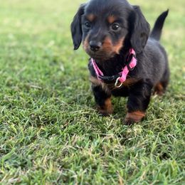 Sunny - Black and tan female Dachshund puppy in Kiowa, Oklahoma from Champion Dachshunds