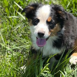 Piper - Black Miniature Australian Shepherd puppy in Texas from Rockin' A Miniatures