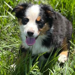 Piper - Black Miniature Australian Shepherd puppy in Texas from Rockin' A Miniatures