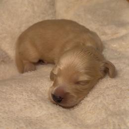 Goose - Cream male Dachshund puppy in Modesto, California from Golden State Mini Doxies