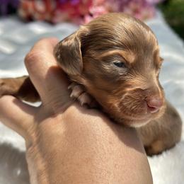 Sailor - Dapple male Dachshund puppy in Lakeland, Florida from Elite Doxies Florida