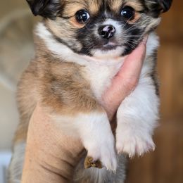 Ozzy - Sable spotted white male Chihuahua puppy in Xenia, Ohio from Moose Creek Chihuahua's