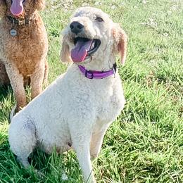 Elsa - Goldendoodle