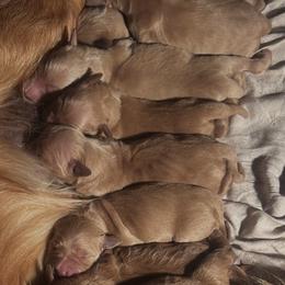Boy 3 - Dark golden male Golden Retriever puppy in Lucedale, Mississippi from Goode LOVIN’ Retrievers
