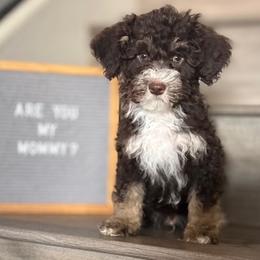 Buckwheat - Brown male Bernedoodle puppy in Gilbert, Arizona from Safe Havynn Doodles