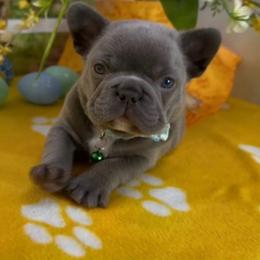 Dusty - Blue male French Bulldog puppy in Spokane, Washington from Lilac City Frenchies