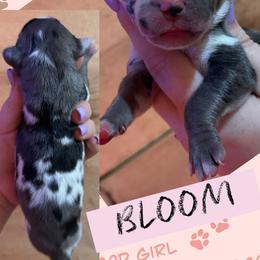BLOOM - Harlequin female Great Dane puppy in Wellsville, New York from Prophecy Danes