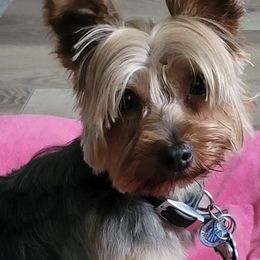 Yorkshire Terriers from Bella and Bugzy Yorkies