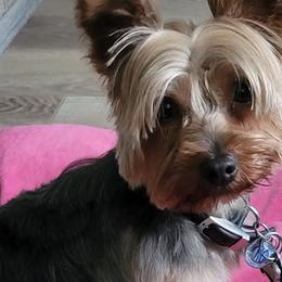 Yorkshire Terriers from Bella and Bugzy Yorkies