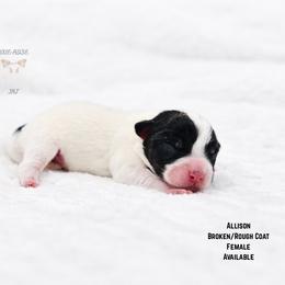 Allison - Tri-color female Russell Terrier puppy in Lufkin, Texas from Dixie-Rose JRT