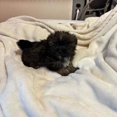 Suma - Brindle and white male Shorkie puppy in Bruceville, Indiana from Baby Girl’s Yorkies, Shih-Tzu, Shorkies