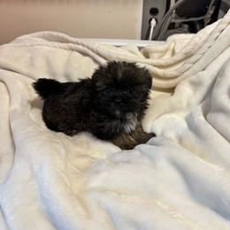 Suma - Brindle and white male Shorkie puppy in Bruceville, Indiana from Baby Girl’s Yorkies, Shih-Tzu, Shorkies