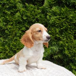 Dachshund Puppies from Royal Paws