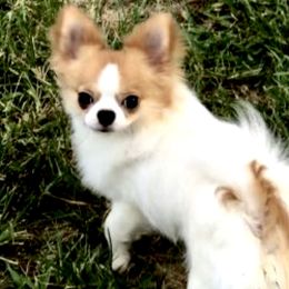 Deacon - Chihuahua