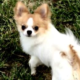 Deacon - Chihuahua