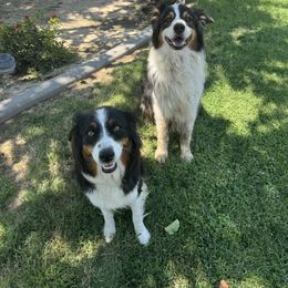 Australian Shepherds from Hannah & David's Australian Shepherds