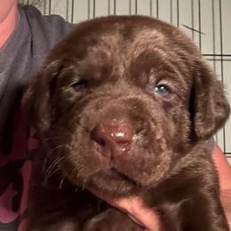 Black Boy - Chocolate male Labrador Retriever puppy in Rock Hill, South Carolina from North Star Retrievers