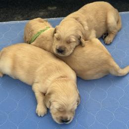 Golden Retriever Puppies from Gail’s Goldens