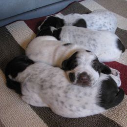 German Shorthaired Pointer and Pointer Puppies from Paladen